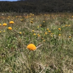 Craspedia aurantia var. aurantia (Orange Billy Buttons) at Namadgi National Park - 20 Dec 2021 by BrianH