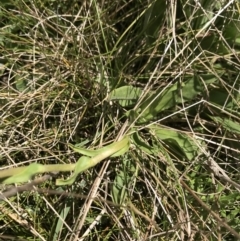 Craspedia aurantia var. aurantia at Cotter River, ACT - suppressed