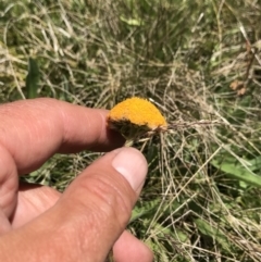 Craspedia aurantia var. aurantia at Cotter River, ACT - suppressed