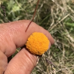 Craspedia aurantia var. aurantia at Cotter River, ACT - suppressed