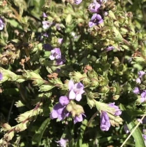 Euphrasia collina at Cotter River, ACT - 20 Dec 2021