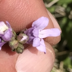 Euphrasia collina at Cotter River, ACT - 20 Dec 2021