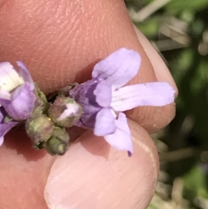 Euphrasia collina at Cotter River, ACT - 20 Dec 2021