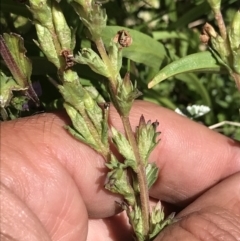 Euphrasia collina at Cotter River, ACT - 20 Dec 2021 01:55 PM