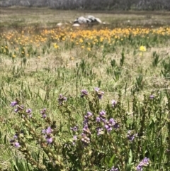 Euphrasia collina at Cotter River, ACT - 20 Dec 2021 01:55 PM