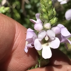 Euphrasia collina subsp. paludosa at Cotter River, ACT - 20 Dec 2021 by BrianH