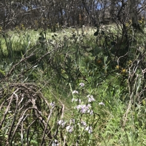 Euphrasia collina subsp. paludosa at Cotter River, ACT - 20 Dec 2021 02:17 PM