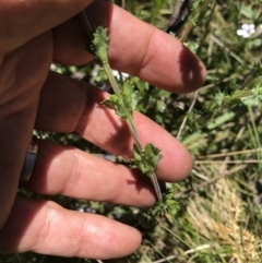 Euphrasia collina subsp. paludosa at Cotter River, ACT - 20 Dec 2021 02:17 PM