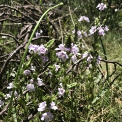 Euphrasia collina subsp. paludosa at Cotter River, ACT - 20 Dec 2021 02:17 PM