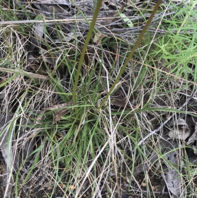 Stylidium graminifolium (Grass Triggerplant) at Namadgi National Park - 16 Dec 2021 by BrianH