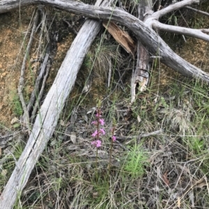 Stylidium graminifolium at Mount Clear, ACT - 16 Dec 2021