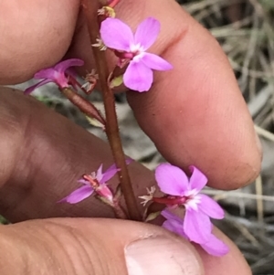 Stylidium graminifolium at Mount Clear, ACT - 16 Dec 2021