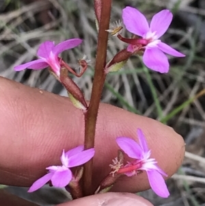 Stylidium graminifolium at Mount Clear, ACT - 16 Dec 2021