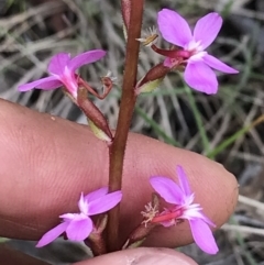 Stylidium graminifolium at Mount Clear, ACT - 16 Dec 2021