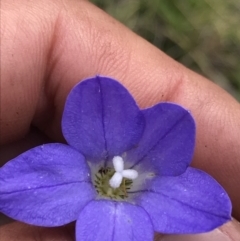 Wahlenbergia stricta subsp. stricta (Tall Bluebell) at Namadgi National Park - 16 Dec 2021 by BrianH