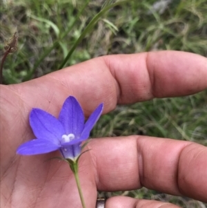 Wahlenbergia stricta subsp. stricta at Mount Clear, ACT - 16 Dec 2021