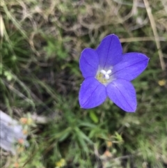 Wahlenbergia stricta subsp. stricta at Mount Clear, ACT - 16 Dec 2021