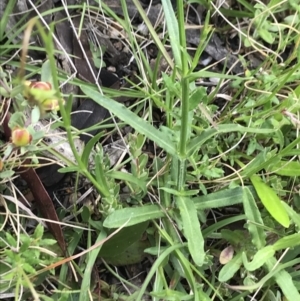 Wahlenbergia stricta subsp. stricta at Mount Clear, ACT - 16 Dec 2021 04:42 PM