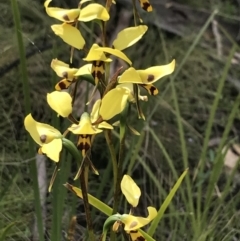 Diuris sulphurea (Tiger Orchid) at Mount Clear, ACT - 16 Dec 2021 by BrianH