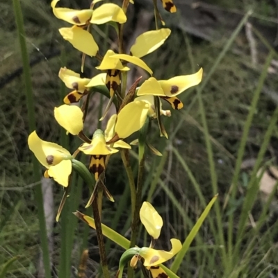 Diuris sulphurea (Tiger Orchid) at Mount Clear, ACT - 16 Dec 2021 by BrianH