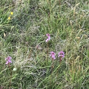 Stylidium graminifolium at Mount Clear, ACT - 16 Dec 2021 06:07 PM