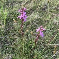 Stylidium graminifolium at Mount Clear, ACT - 16 Dec 2021