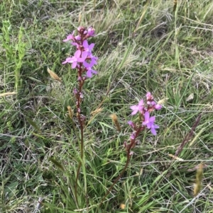 Stylidium graminifolium at Mount Clear, ACT - 16 Dec 2021 06:07 PM