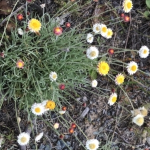 Leucochrysum albicans subsp. tricolor at Rendezvous Creek, ACT - 16 Dec 2021