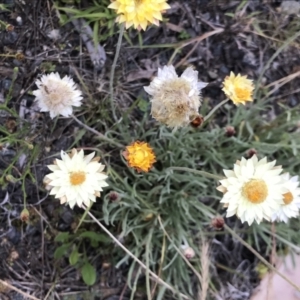 Leucochrysum albicans subsp. tricolor at Rendezvous Creek, ACT - 16 Dec 2021