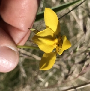 Diuris monticola at Cotter River, ACT - suppressed