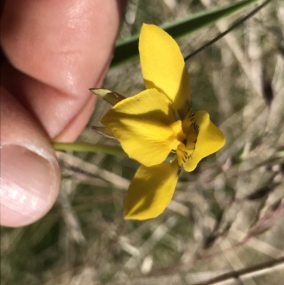 Diuris monticola (Highland Golden Moths) at Cotter River, ACT - 19 Dec 2021 by BrianH