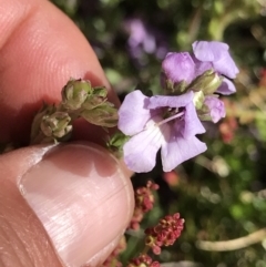 Euphrasia collina subsp. paludosa at Cotter River, ACT - 19 Dec 2021 by BrianH