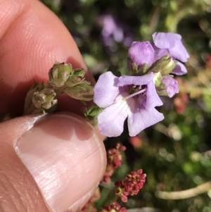 Euphrasia collina subsp. paludosa at Cotter River, ACT - 20 Dec 2021 10:29 AM