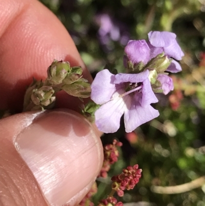 Euphrasia collina subsp. paludosa at Cotter River, ACT - 20 Dec 2021 by BrianH