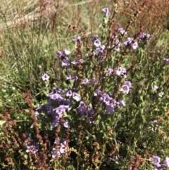 Euphrasia collina subsp. paludosa at Cotter River, ACT - 20 Dec 2021 10:29 AM