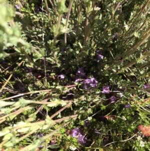 Euphrasia collina subsp. paludosa at Cotter River, ACT - 20 Dec 2021 10:29 AM