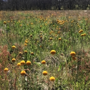 Craspedia aurantia var. aurantia at Cotter River, ACT - suppressed