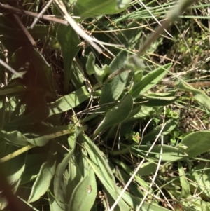 Craspedia aurantia var. aurantia at Cotter River, ACT - 20 Dec 2021