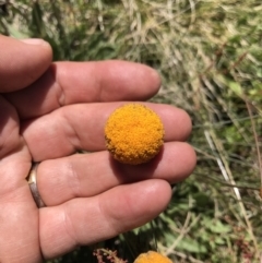 Craspedia aurantia var. aurantia at Cotter River, ACT - suppressed