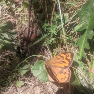 Heteronympha merope at Lake George, NSW - 20 Dec 2021