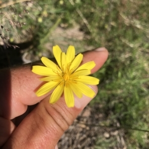 Microseris lanceolata at Rendezvous Creek, ACT - 4 Dec 2021