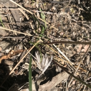 Microseris lanceolata at Rendezvous Creek, ACT - 4 Dec 2021