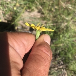 Microseris lanceolata at Rendezvous Creek, ACT - 4 Dec 2021