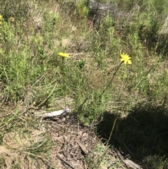 Microseris lanceolata at Rendezvous Creek, ACT - 4 Dec 2021