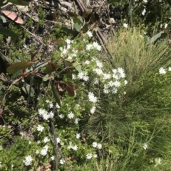 Stellaria pungens (Prickly Starwort) at Mount Clear, ACT - 4 Dec 2021 by BrianH