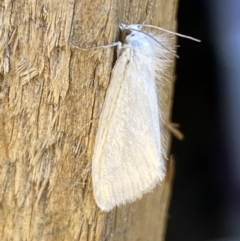 Tipanaea patulella (The White Crambid moth) at Jerrabomberra, NSW - 21 Dec 2021 by Steve_Bok