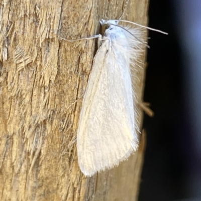 Tipanaea patulella (The White Crambid moth) at Jerrabomberra, NSW - 21 Dec 2021 by Steve_Bok