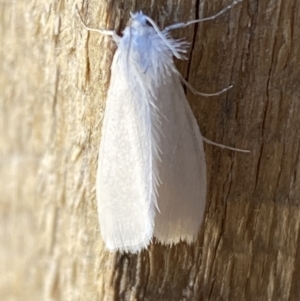 Tipanaea patulella at Jerrabomberra, NSW - suppressed