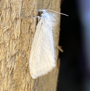 Tipanaea patulella at Jerrabomberra, NSW - suppressed