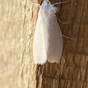 Tipanaea patulella at Jerrabomberra, NSW - 21 Dec 2021